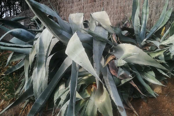 Dégâts sur agave atteinte par le charançon noir