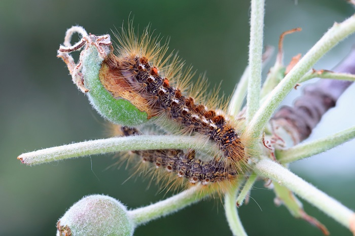 Chenilles d'Euproctis chrysorrhoea
