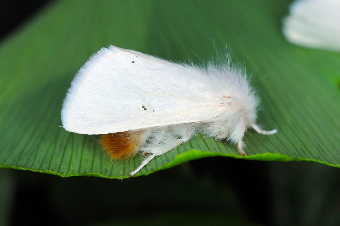 Le papillon du bombyx cul brun est blanc avec le bout de l'abdomen marron - roux