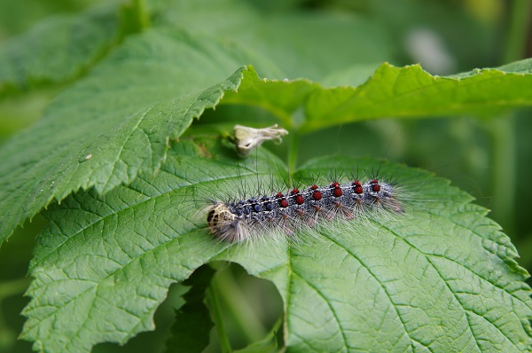 Chenille du bombyx disparate causant défoliation d’arbre