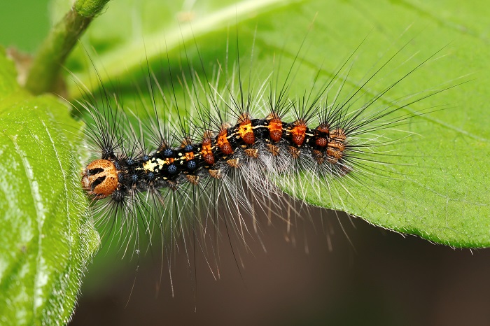 La chenille du bombyx disparate n'est pas urticante mais occasionne de nombreux dégâts