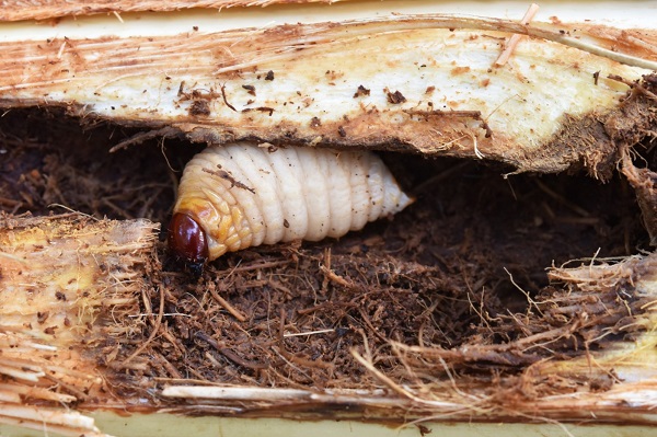 Galeries creusées par le charançon rouge dans un palmier