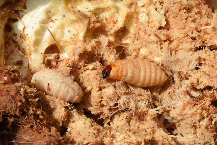 Les larves du charançon rouge se développent dans le cœur du palmier, entraînant un pourrissement.