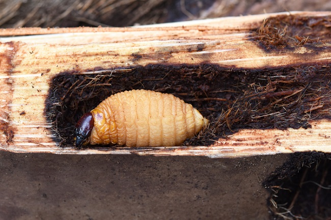 Ce ver dans le coeur des palmiers forent des galeries.