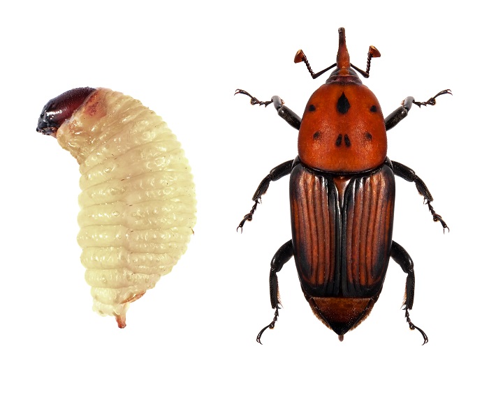 La larve du charançon rouge du palmier ne possède pas de pattes et a un corps renflé.