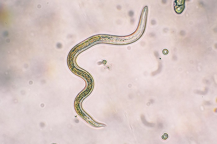 Le nématode entomopathogènes SC parasite les larves de charançon rouge du palmier.