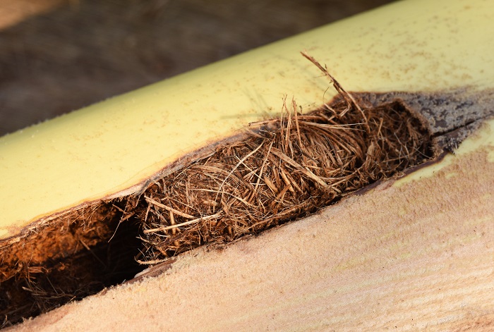 Nymphe de charançon rouge du palmier dans un cocon de débris de palmier.