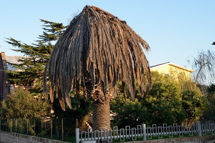 Ce palmier a été tué par le charançon rouge du palmier.