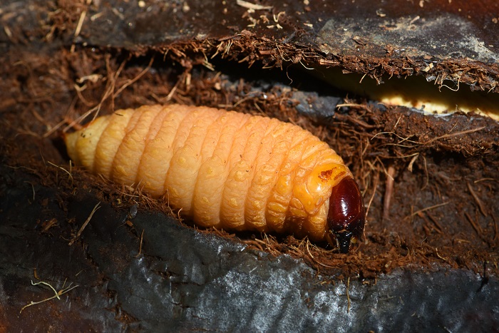 Ver du charançon rouge (Rhynchophorus ferrugineus) dans le cœur du palmier