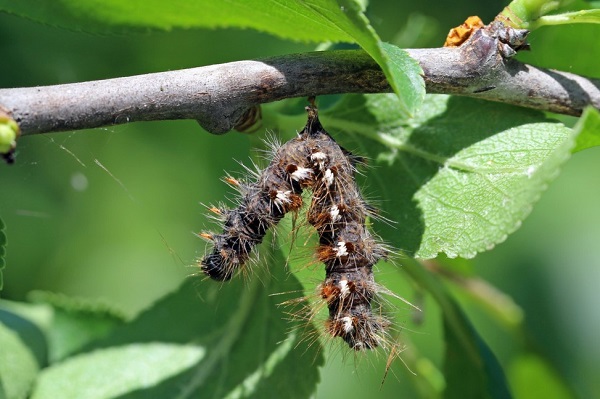 Chenille de bombyx éliminée avec l'insecticide à base de Bacilles de Thuringe