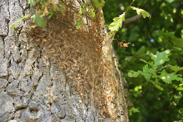 Nid de chenilles processionnaires du chêne sur tronc infesté