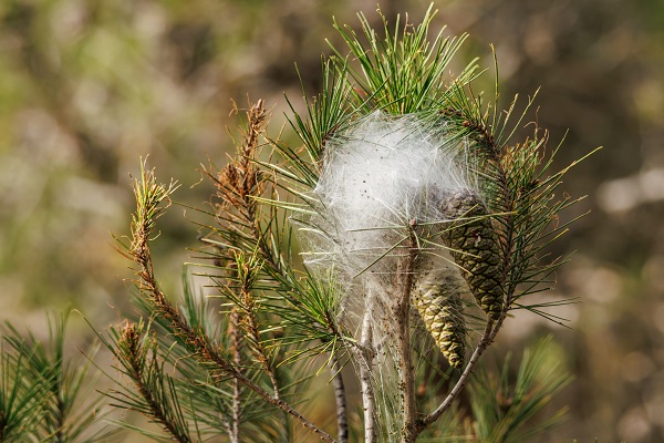 Chenille processionnaire du pin et cocon blanc en bout de branche