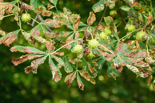 Feuilles de marronnier brunies attaquées par la mineuse