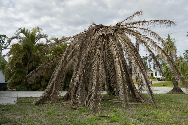 Palmier détruit par le charançon rouge ou le papillon palmivore