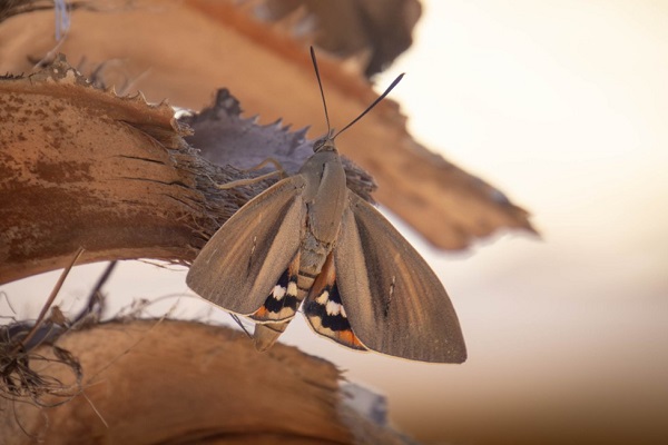 Papillon palmivore posé sur un palmier.