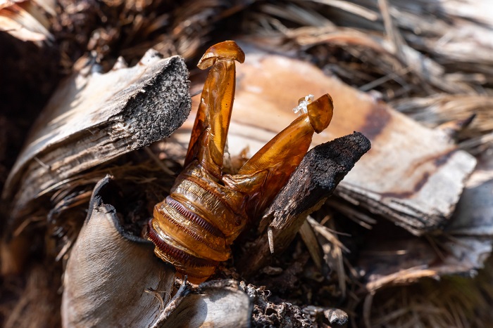 Reste de chrysalide (exuvie) dans les fibres du palmier.