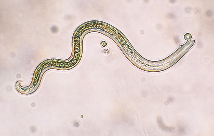 Grossissement d'un nématode entomopathogène SC pour lutter contre le papillon palmivore.