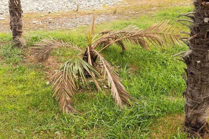 Palmier mort.