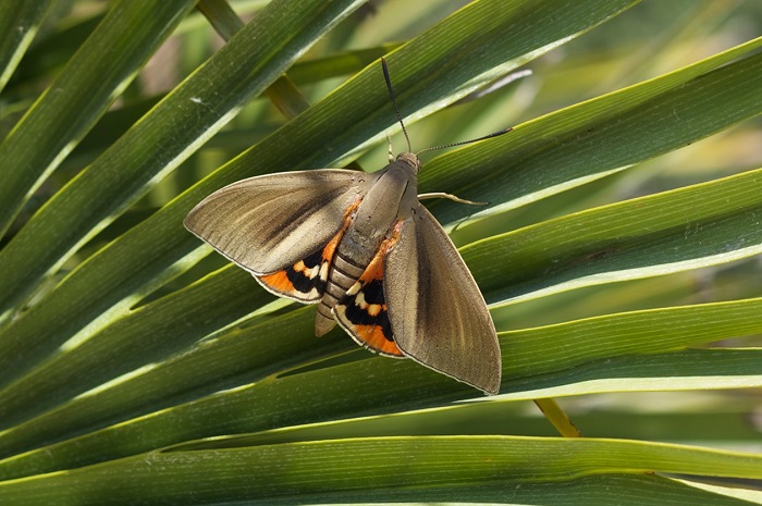 Le papillon palmivore est un sphynx de grosse taille.
