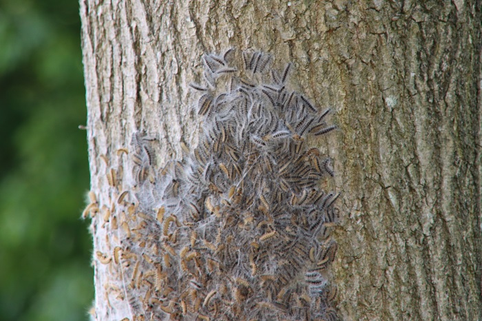 Amas chenilles processionnaires sur un tronc de chêne
