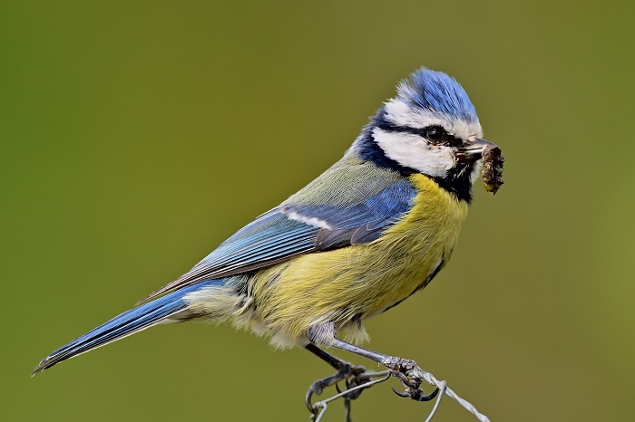 La mésange bleue se nourrit de chenilles processionnaires du chêne.