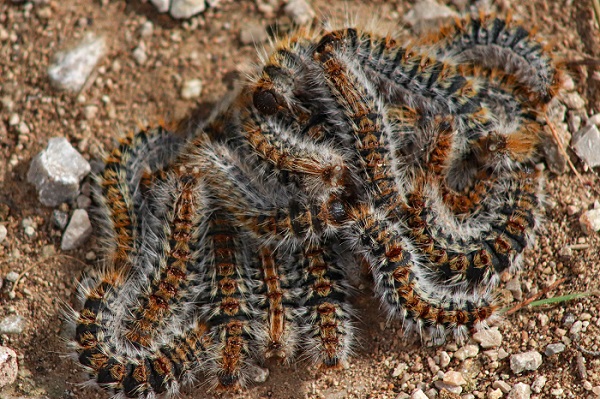 Un amas de chenilles processionnaires au sol peut présenter un danger pour les animaux de compagnie.