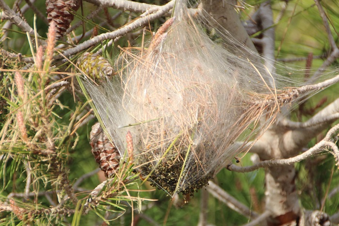 Ce cocon blanc à l'extrémité d'une branche de pin est en réalité un nid contenant des centaines de chenilles processionnaires.