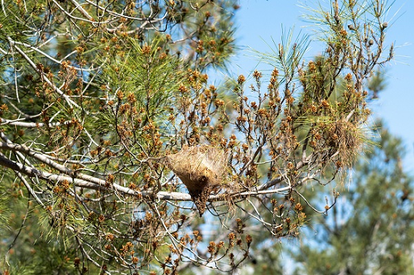 Pin dévoré par les chenilles processionnaires.