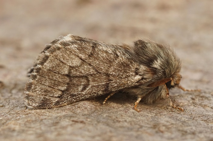 Le papillon de la processionnaire du pin, Thaumetopoea pityocampa.