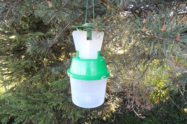 Le piège à phéromone permet de capturer les papillons mâles de la processionnaire du pin.