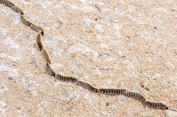 Les chenilles processionnaires du pin descendent au sol en file indienne.