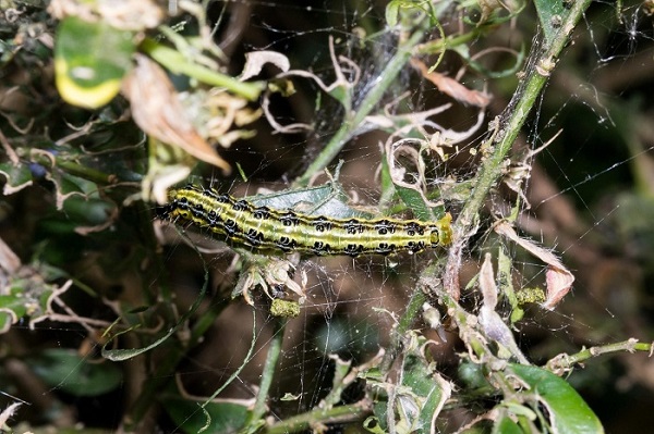 Chenille verte de la pyrale du buis dévorant les feuilles