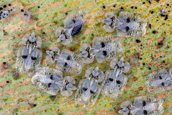 Tigre du platane adulte sur feuille avec piqûres caractéristiques