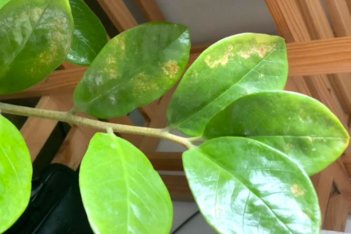 Feuilles abîmées par une attaque de thrips californien