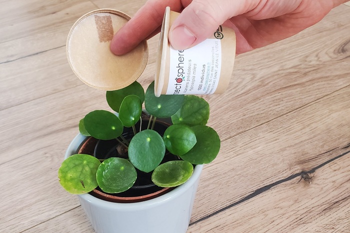 Une installation d'acariens prédateurs du sol permet de lutter contre les nymphes de thrips occidental.