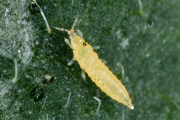 Larve de Frankliniella occidentalis : le thrips californien