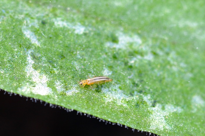Ces traces blanches sont caractéristiques des morsures de thrips.