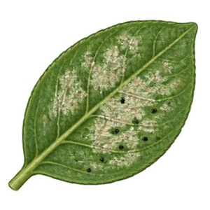 Les dégâts d'Echinothrips americanus sont similaires aux ceux des autres thrips : petits points blancs sur la feuille, séchage et petits points noirs correspondant aux déjections.