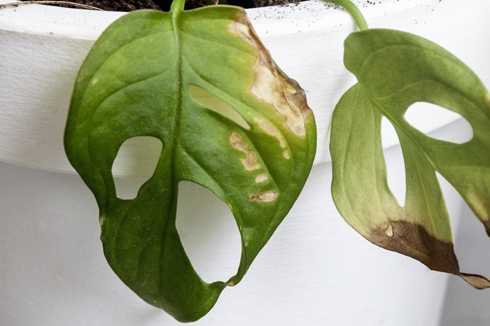 Dégâts de thrips echinothrips sur une feuille de monstera