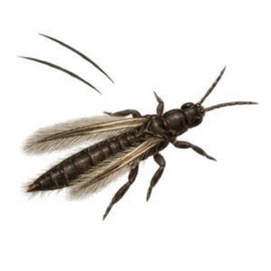 Echinothrips americanus se déplace très rapidement lorsqu'il est dérangé.