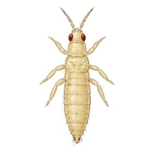 La larve d'Echinothrips americanus est très claire et avec des yeux rouges.