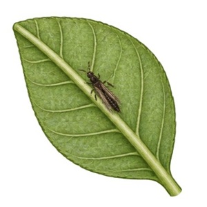 Le thrips noir de l'impatiens est souvent sous la feuille, le long de la nervure centrale.