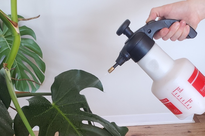 Pour lutter contre les thrips noirs, pulvériser le feuillage avec des nématodes SF anti thrips