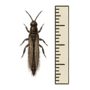 Echinothrips americanus mesure entre 1 et 1,6 mm de long