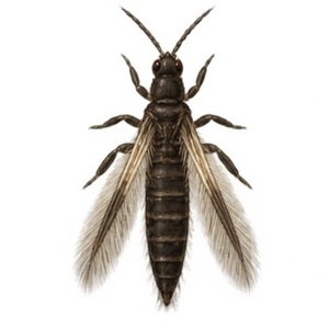 Echinothrips americanus adulte a un corps noir, allongé et des ailes étroites et "plumeuses"