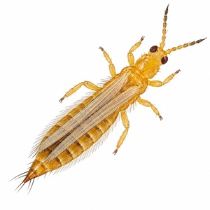 Thrips californien Frankliniella occidentalis