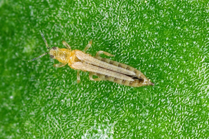 Le thrips californien, Frankliniella occidentalis, est le plus fréquemment rencontré sur les plantes d'intérieur.