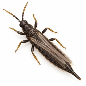 Le thrips noir du ficus possède une extrémité de l'abdomen pointue.