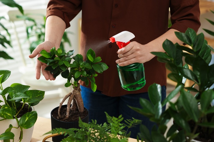 Le ficus ginseng est particulièrement sensible aux thrips noirs Ginaikothrips