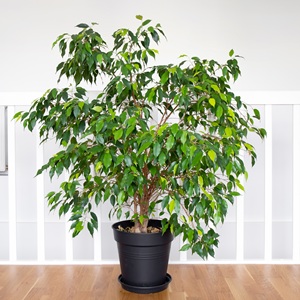 Le figuier pleureur, ficus benjamina peut être parasité par gynaikothrips uzeli 